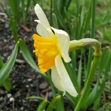 Narcissus 'Decoy'