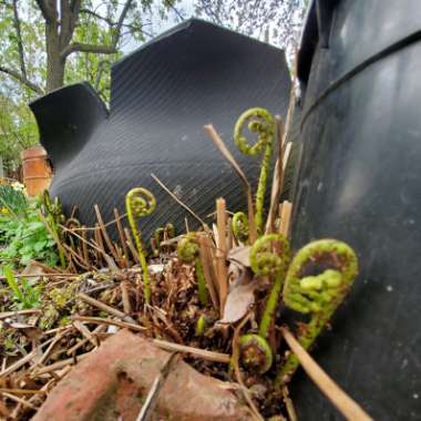 Athyrium filix-femina