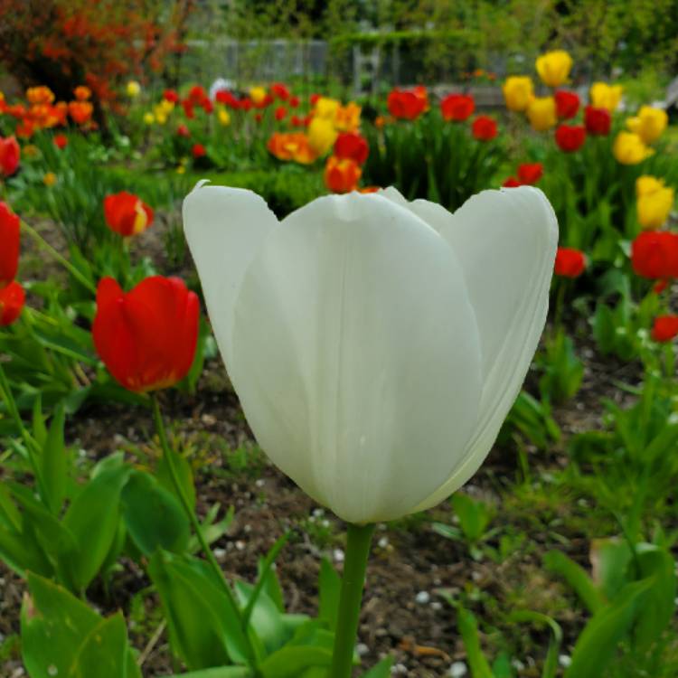 Plant image Tulipa 'Purissima' syn. Tulipa 'White Emperor'