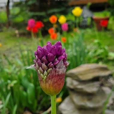 Allium hollandicum 'Purple Sensation' syn. Allium 'Purple Sensation', Allium aflatunense 'Purple Sensation'