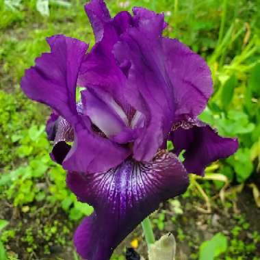 Iris x germanica 'Rosalie Figge'