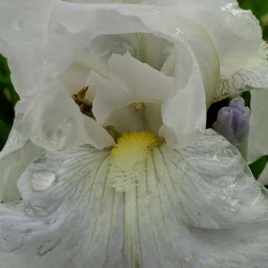 Iris x germanica 'Immortality'