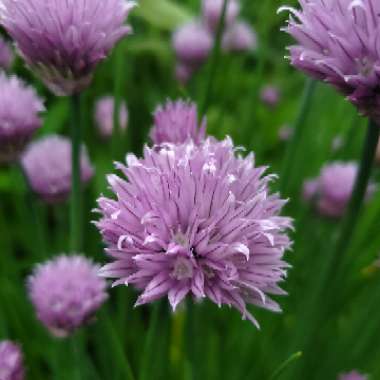 Allium schoenoprasum