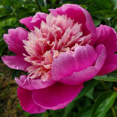 Paeonia