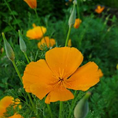 Eschscholzia californica