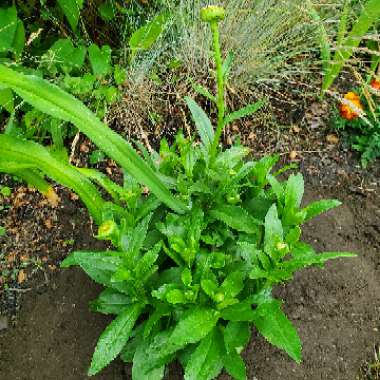 Leucanthemum x superbum 'Becky'