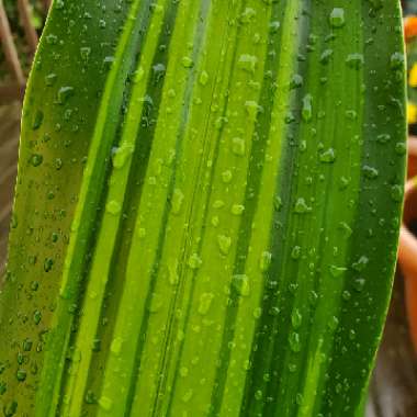 Dracaena deremenis 'Rikki'