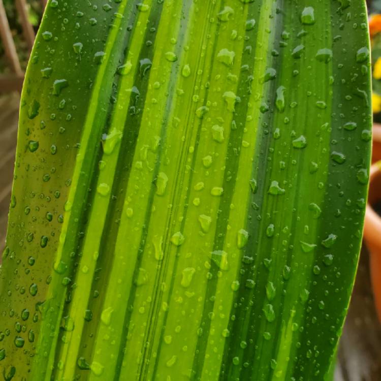 Plant image Dracaena deremenis 'Rikki'