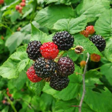 Rubus occidentalis 'Black Jewel'