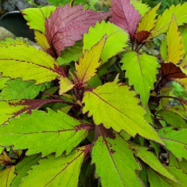 Solenostemon scutellarioides  syn. Plectranthus scutellarioides, Coleus scutellarioides, Coleus blumei