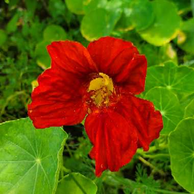 Tropaeolum majus 'Jewel Mix' (Mix)