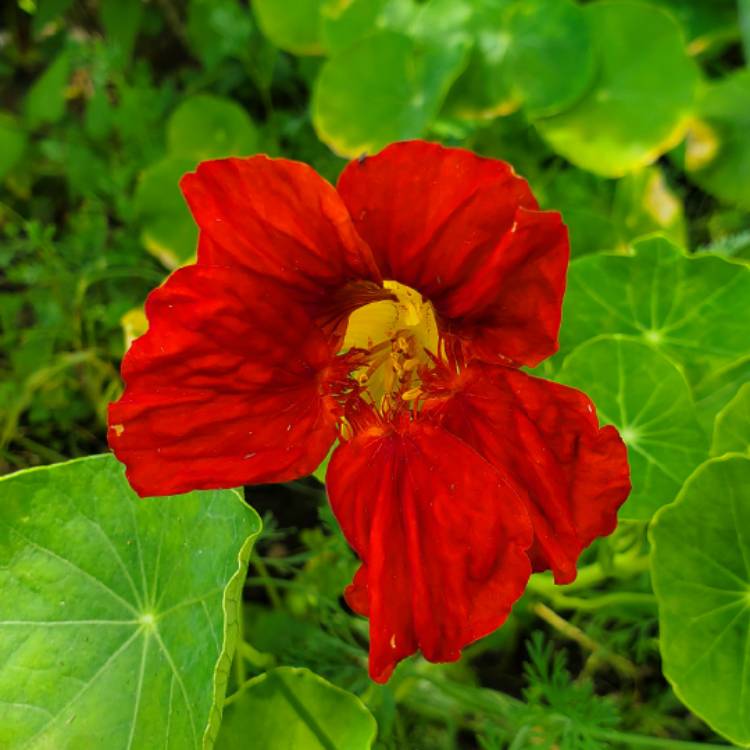 Plant image Tropaeolum majus 'Jewel Mix' (Mix)