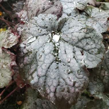 Heuchera 'Grape Expectations'