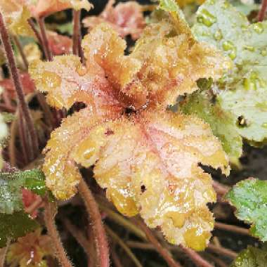 x Heucherella 'Hopscotch'