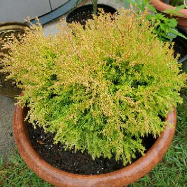 Thuja occidentalis 'Rheingold'