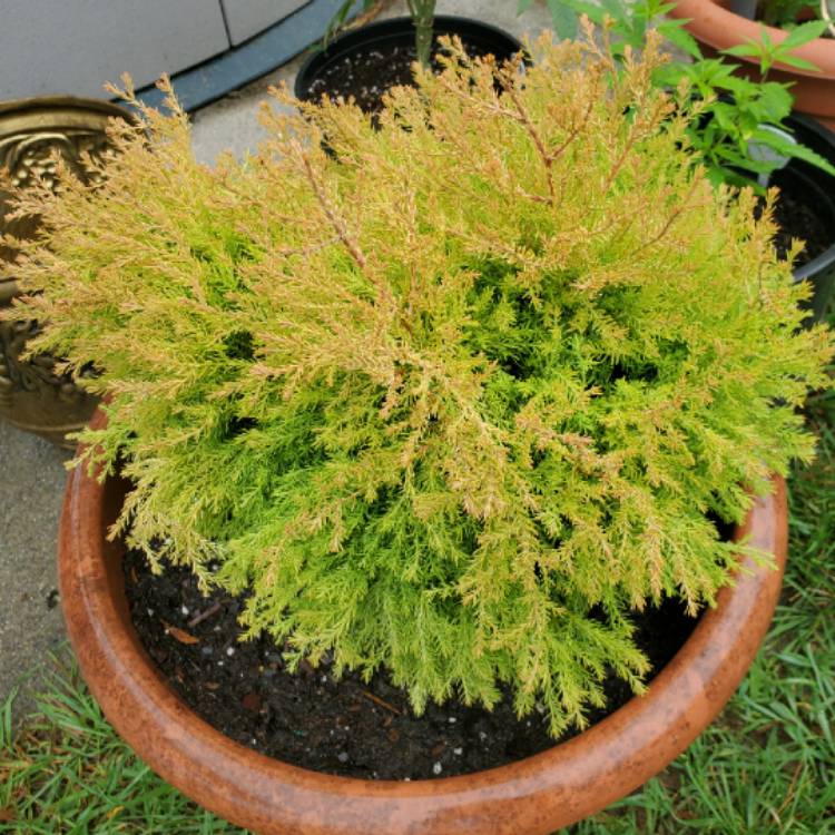 Plant image Thuja occidentalis 'Rheingold'