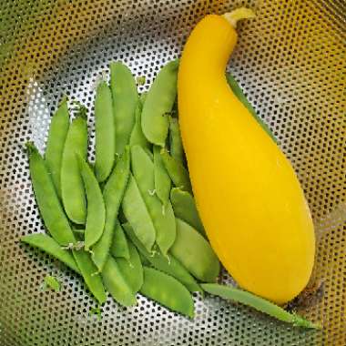 Cucurbita pepo 'Summer Yellow Crookneck'