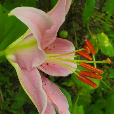 Lilium 'Star Gazer' syn. Lilium 'Stargazer'