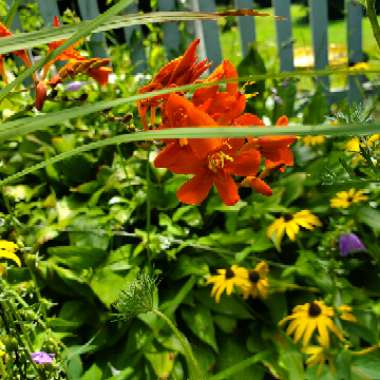 Crocosmia 'Fire King'