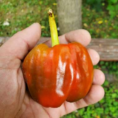 Capsicum annuum