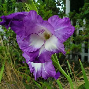 Gladiolus 'Blue Isle'