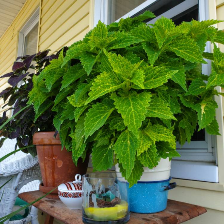 Plant image Solenostemon scutellarioides 'River Walk'