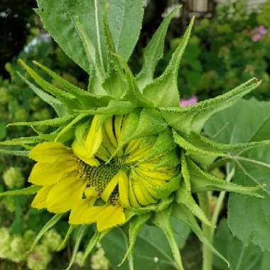 Helianthus Annuus 'Moonshine'