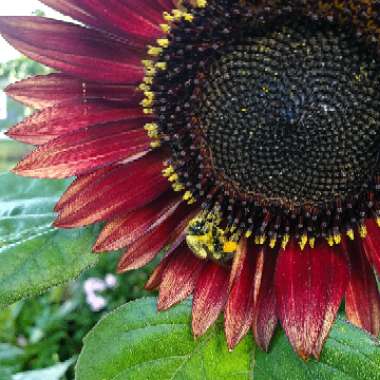 Helianthus annuus 'Evening Sun'