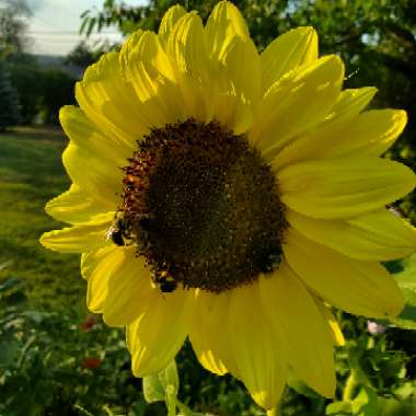 Helianthus Annuus 'Moonshine'