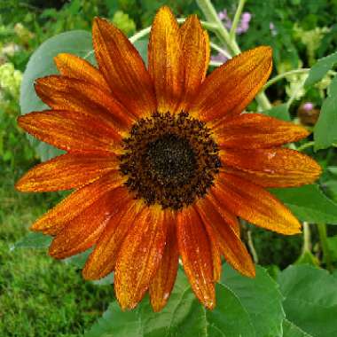 Helianthus annuus 'Earth Walker'