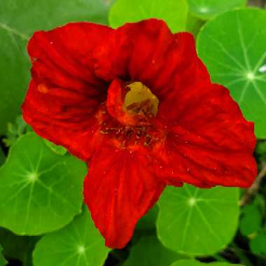 Tropaeolum majus 'Jewel Mix' (Mix)