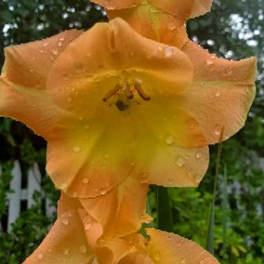 Gladiolus 'Peche Melba'