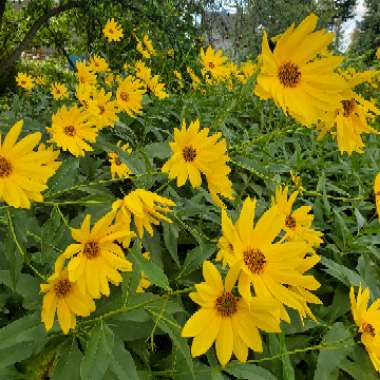 Heliopsis