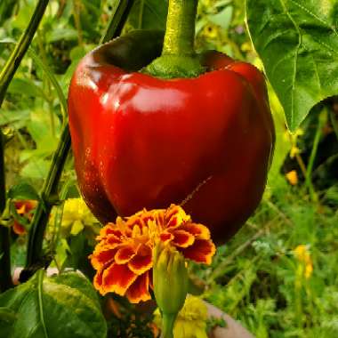 Capsicum annuum