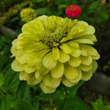 Zinnia elegans 'Envy' syn. Zinnia elegans 'Green Envy'