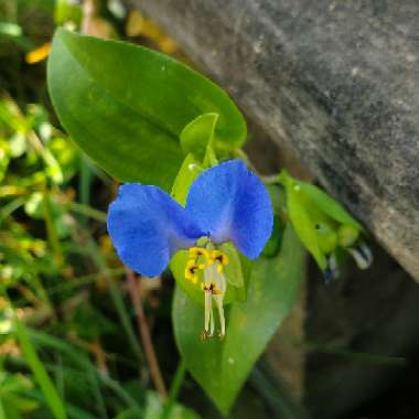 Commelina Communis