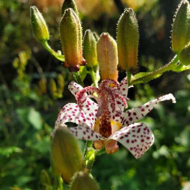 Tricyrtis formosana 'Blue Wonder'