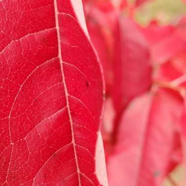 Oxydendrum arboreum