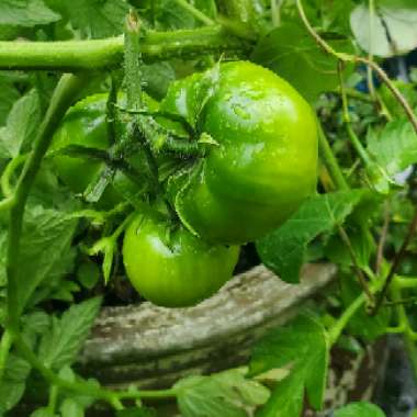 Solanum lycopersicum  syn. Lycopersicon lycopersicum