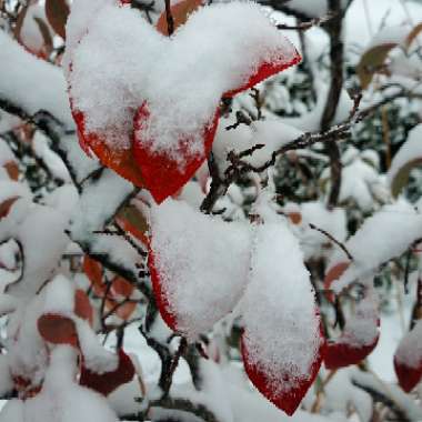 Vaccinium corymbosum