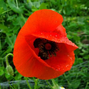 Papaver rhoeas