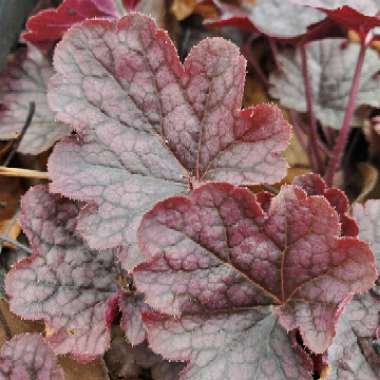 Heuchera 'Grape Expectations'