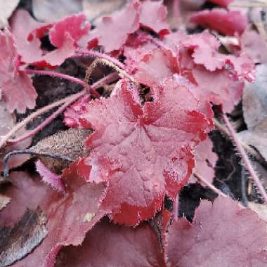 Heuchera 'Tnhheuner' (Northern Exposure Series) syn. Heuchera 'Northern Exposure Red'