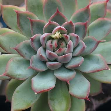 Echeveria Pulidonis