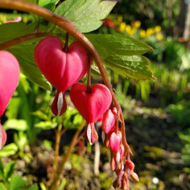 Lamprocapnos spectabilis  syn. Dicentra spectabilis