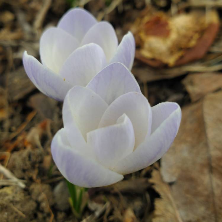 Plant image Crocus chrysanthus 'Blue Pearl' syn. Crocus biflorus 'Blue Pearl'