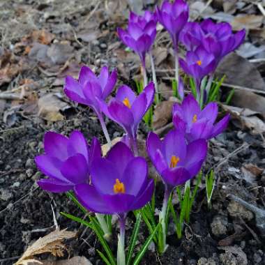 Crocus tommasinianus 'Ruby Giant'