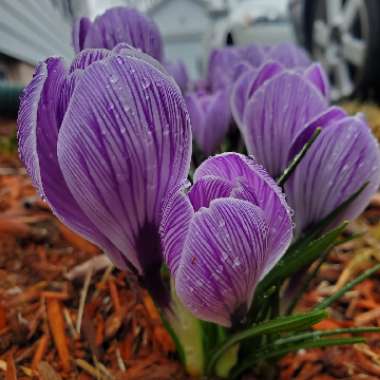 Crocus vernus 'Pickwick'