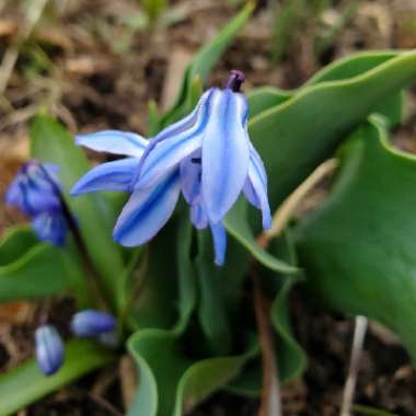 Scilla siberica