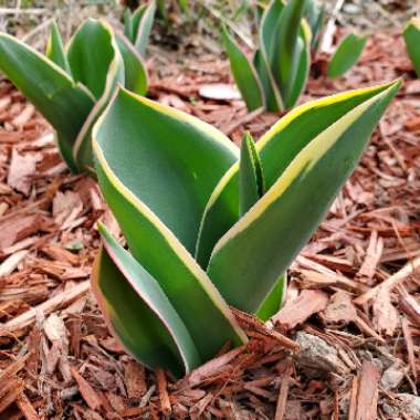 Tulipa 'Golden Apeldoorn'